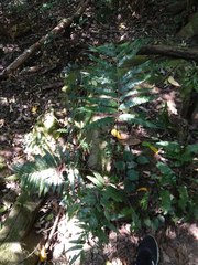 Bolbitis angustipinna