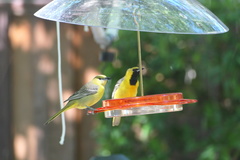 Icterus cucullatus nelsoni