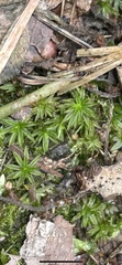 Atrichum angustatum