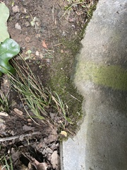Amblystegium serpens
