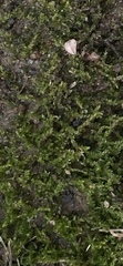 Amblystegium serpens