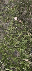 Amblystegium serpens