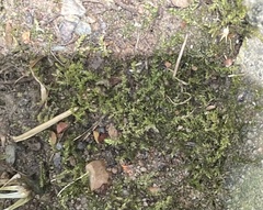 Amblystegium serpens