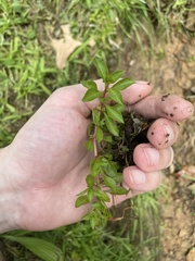 Ludwigia