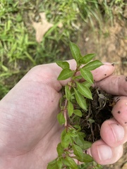 Ludwigia