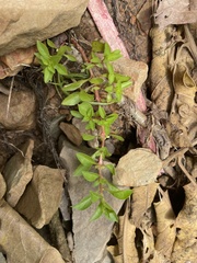 Ludwigia