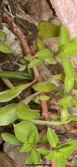 Ludwigia