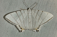 Opisthoxia metargyria