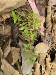 Ludwigia