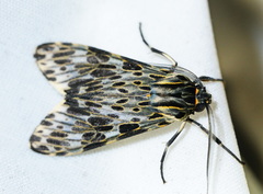 Eucereon pseudarchias