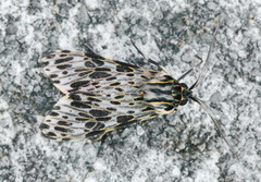 Eucereon pseudarchias