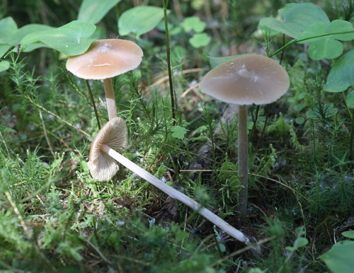 Entoloma lanuginosipes image