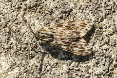 Eucereon pseudarchias