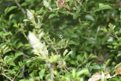 Platycnemis phyllopoda