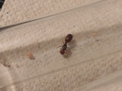 Pheidole xerophila