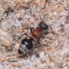 Bidecoloratilla iberica