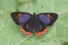 Heliophorus ila