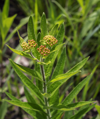 Asclepias tuberosa interior