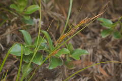 Carex wahuensis