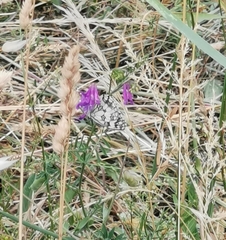 Melanargia