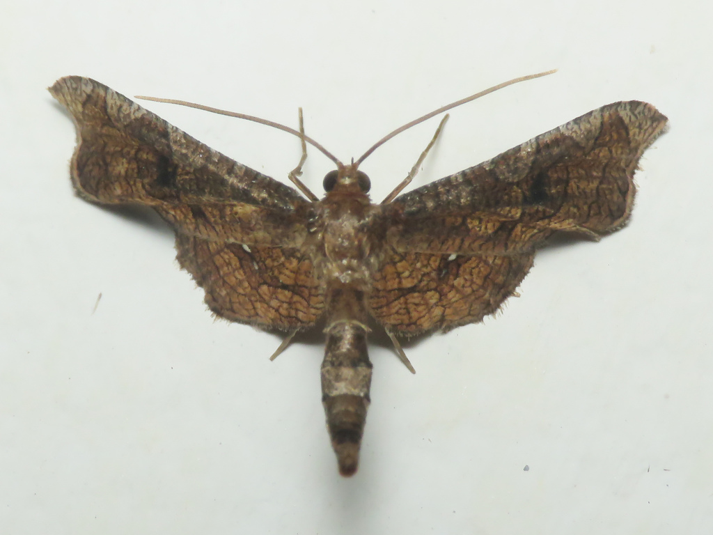 Macroprota anastomosalis