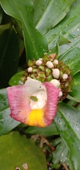 Costus phyllocephalus