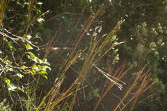 Andropogon bicornis