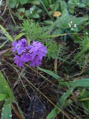 Glandularia aristigera