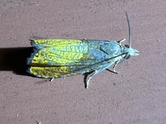 Dichrorampha bittana