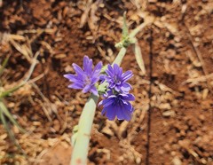 Cichorium pumilum