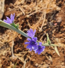 Cichorium pumilum
