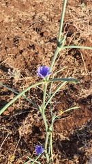 Cichorium pumilum