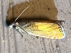 Dichrorampha bittana