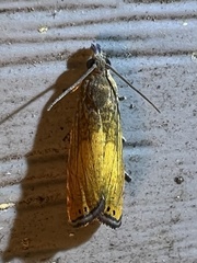 Dichrorampha bittana