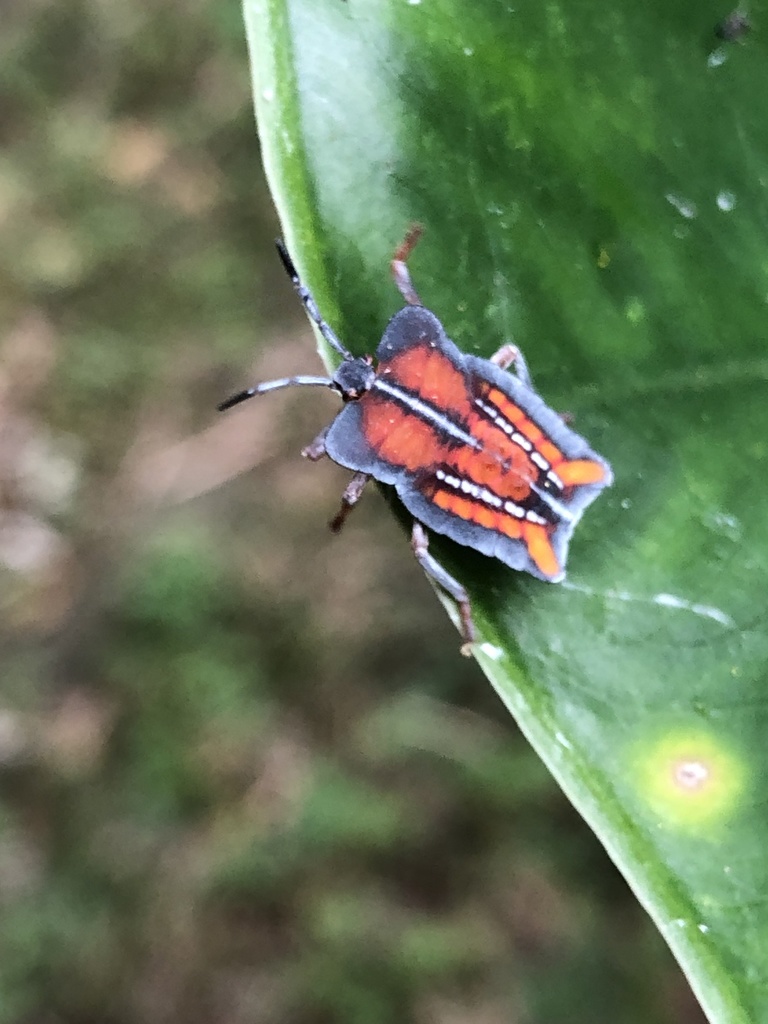 Lychee Stink Bug from 紗帽路, TW on June 6, 2022 at 01:07 PM by lijeanliao ...