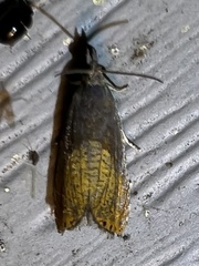 Dichrorampha bittana