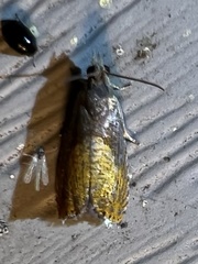 Dichrorampha bittana