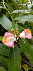 Costus phyllocephalus