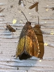 Dichrorampha bittana