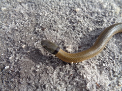 Elapognathus coronatus