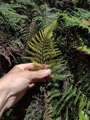 Pityrogramma austroamericana