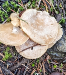 Clitocybe glacialis