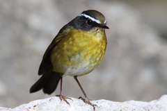 Tarsiger indicus formosanus