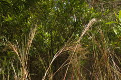 Andropogon bicornis