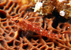 Helcogramma gymnauchen