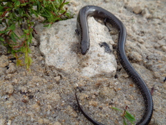 Hemiergis gracilipes