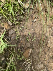 Angiospermae