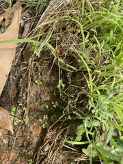 Angiospermae