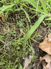 Angiospermae