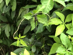 Leptogomphus sauteri